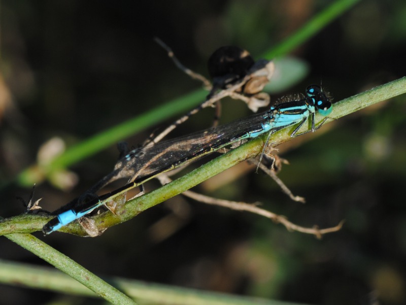 Ischnura elegans
